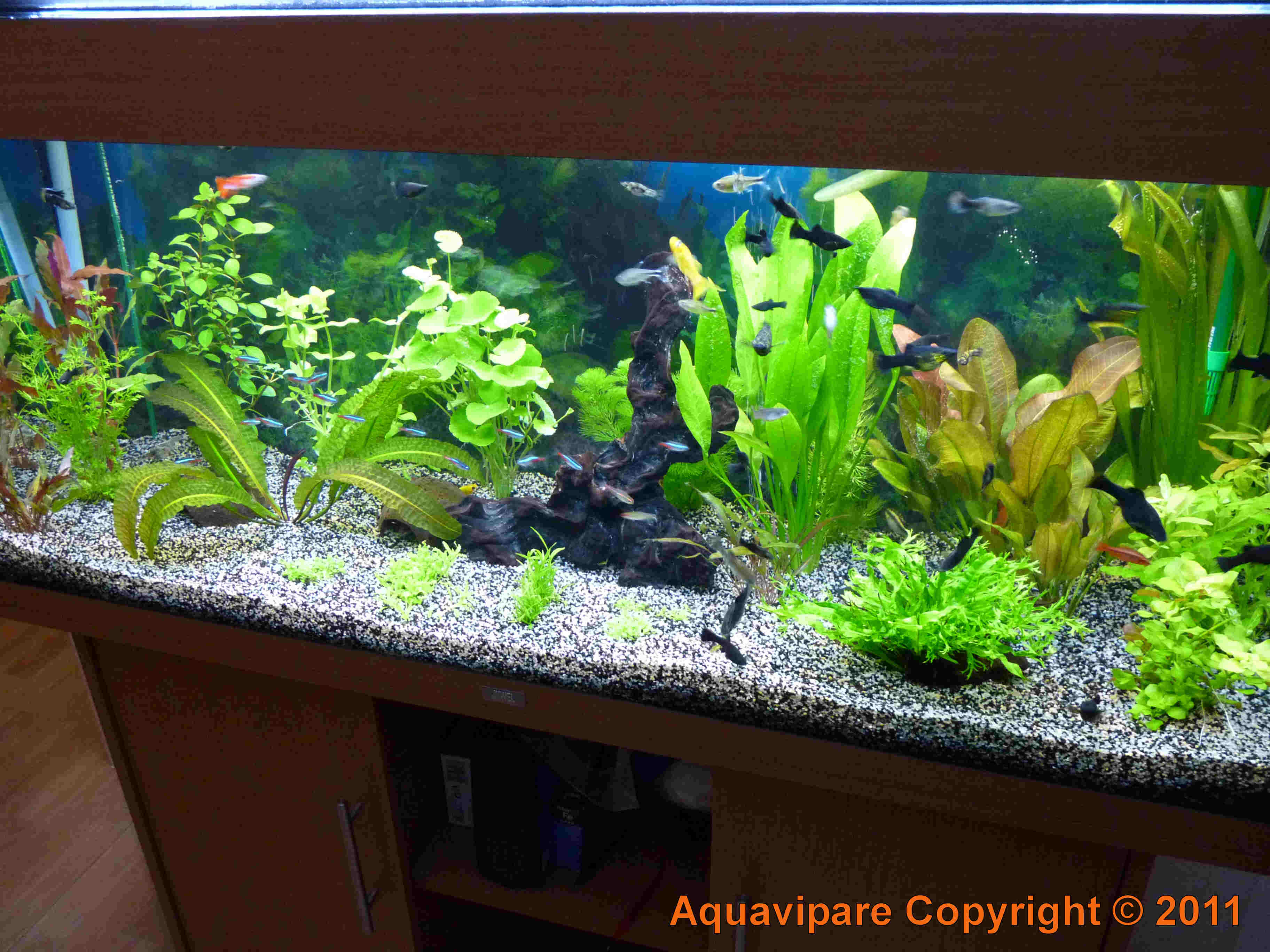 Aquarium avant dissolution de CO2 maison