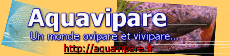 Aquavipare : L'aquariophilie, un monde ovipare et vivipare... Venez découvrir l'aquariophilie, un loisir très relaxant...Reproduction d'ancistrus, poissons d'un aquarium communutaire, les plantes, description du matériel nécessaire à l'aquariophilie, les corydoras, trucs et astuces, etc...