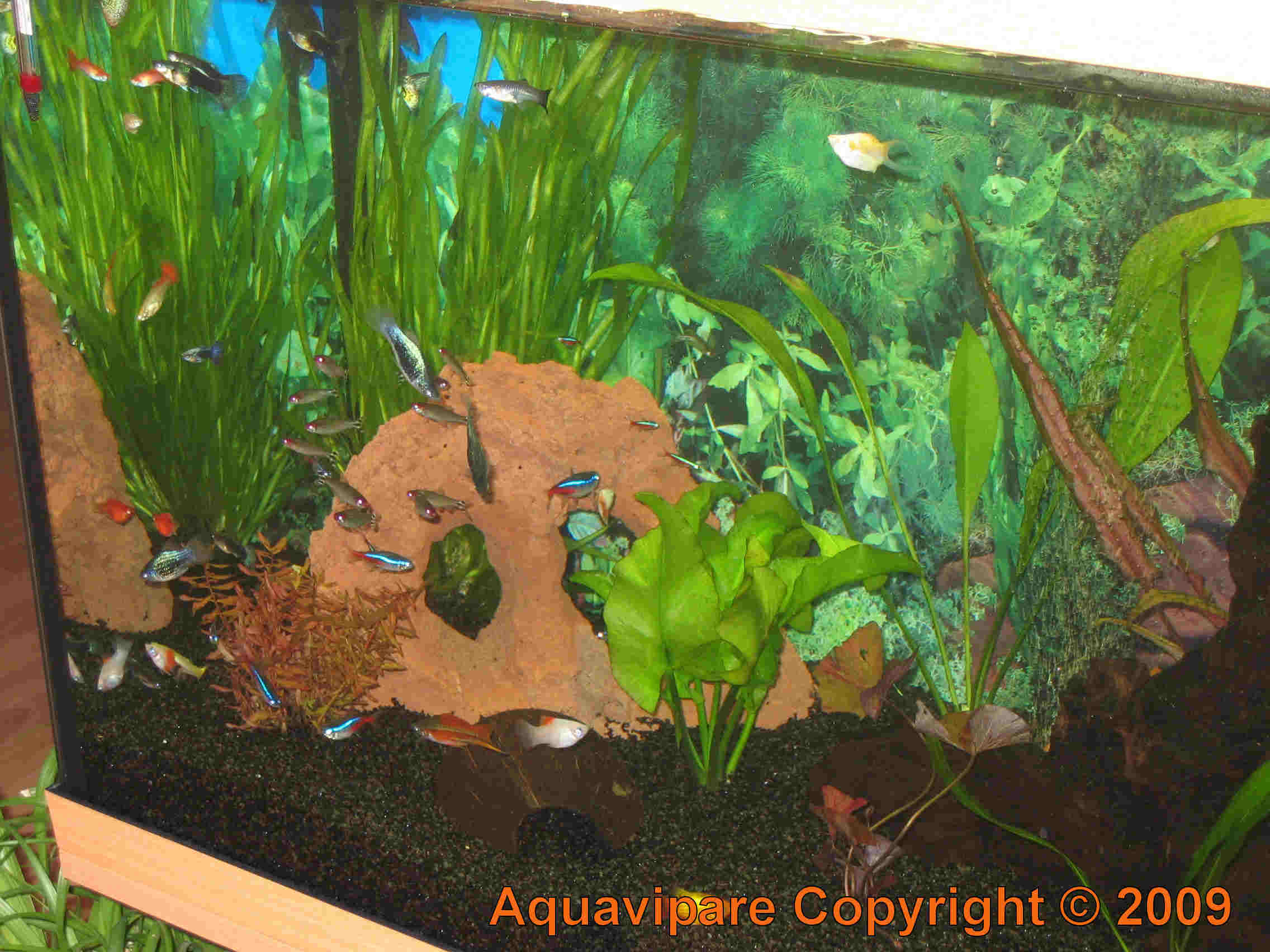 Nouvelles photos aquarium JUWEL Rio 240