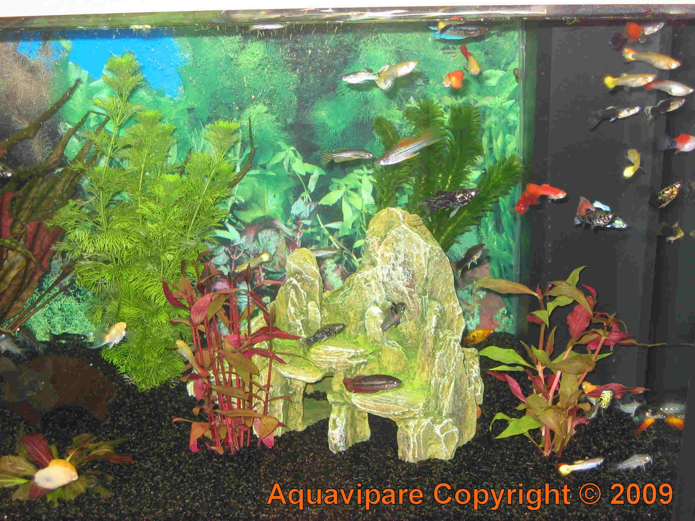 Nouvelles photos aquarium JUWEL Rio 240
