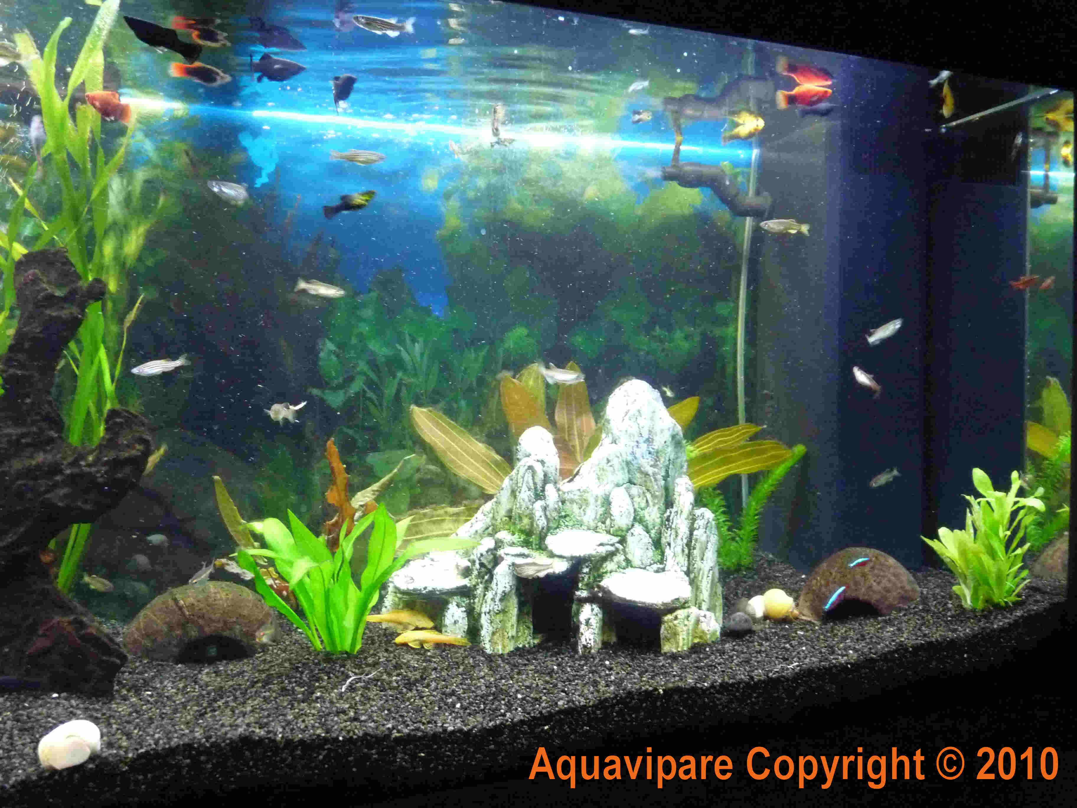 Nouvelles photos aquarium JUWEL Rio 240 : 21 décembre 2009