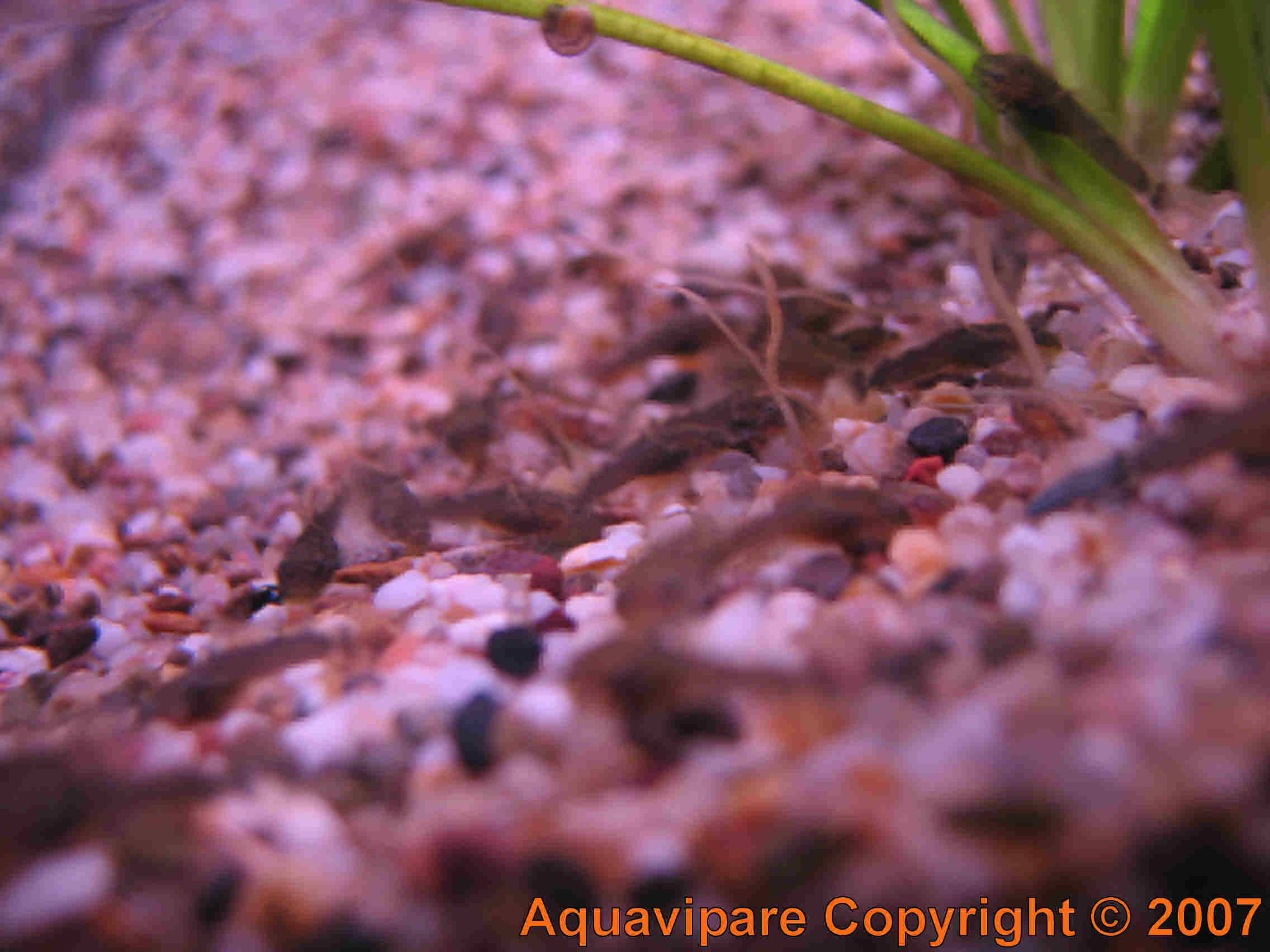 Reproduction Ancistrus sp Jour 10