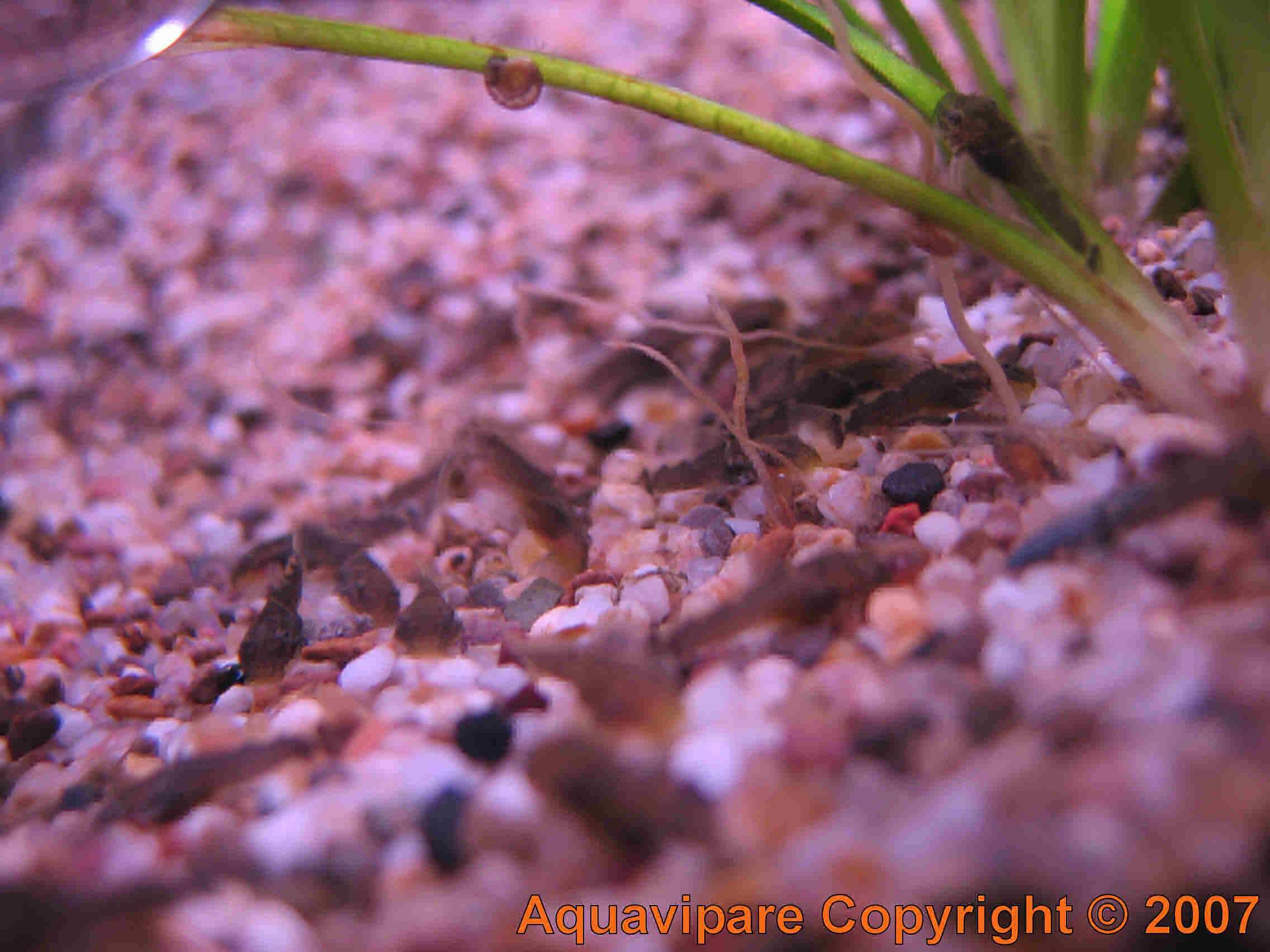 Reproduction Ancistrus sp Jour 10