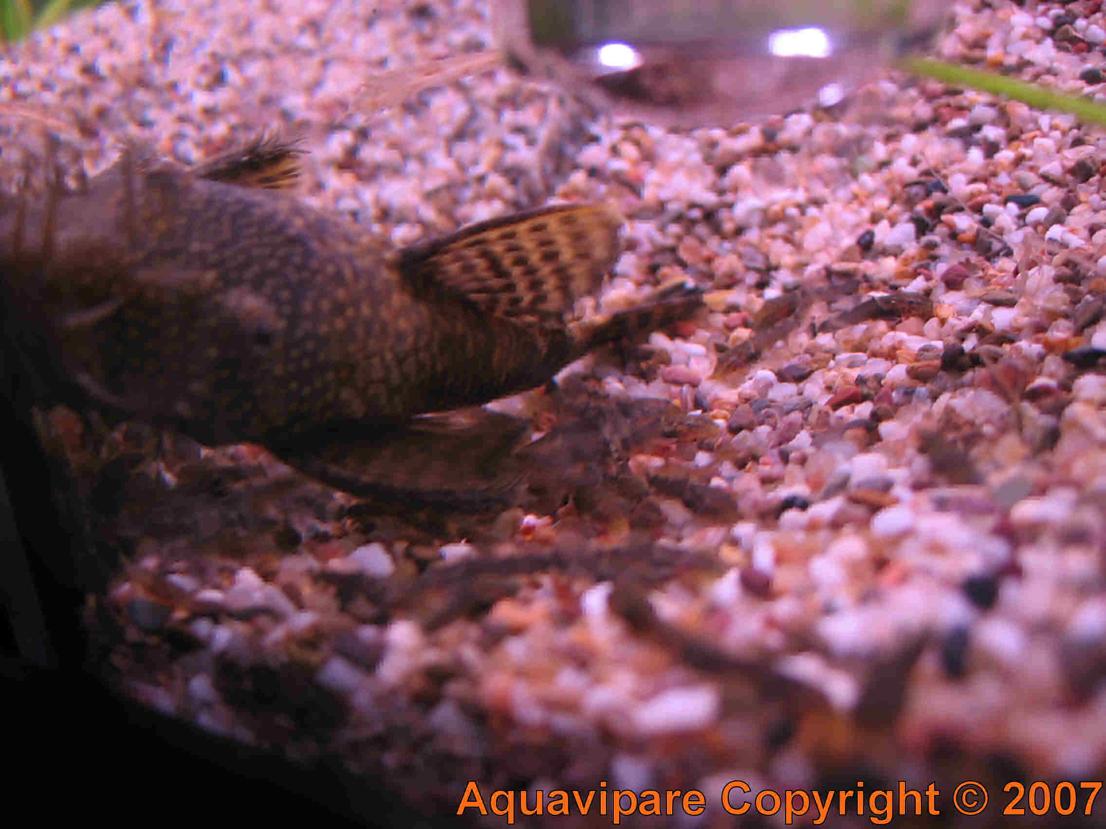 Reproduction Ancistrus sp Jour 10