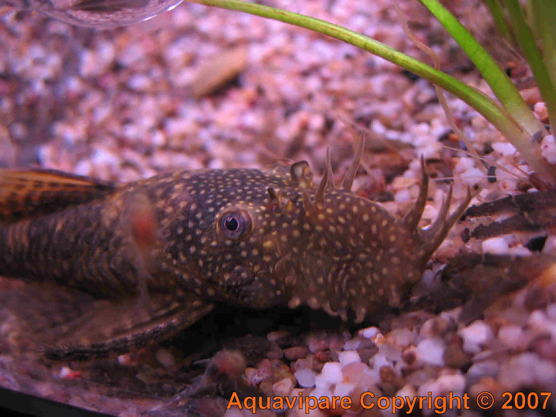 Reproduction Ancistrus sp Jour 11