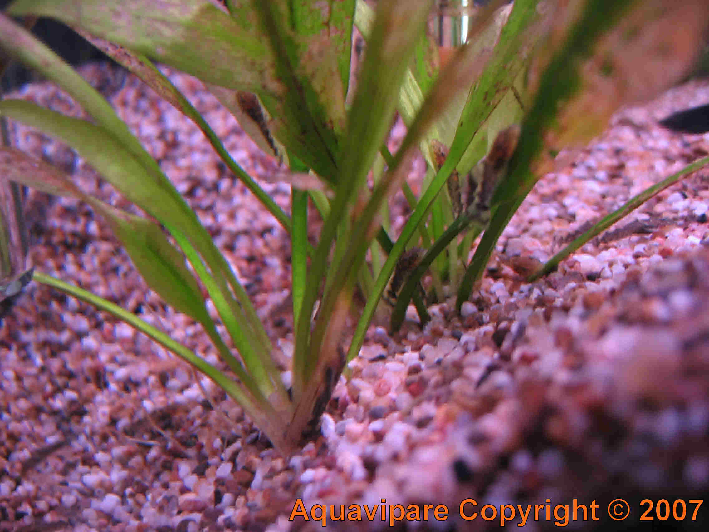 Reproduction Ancistrus sp Jour 12