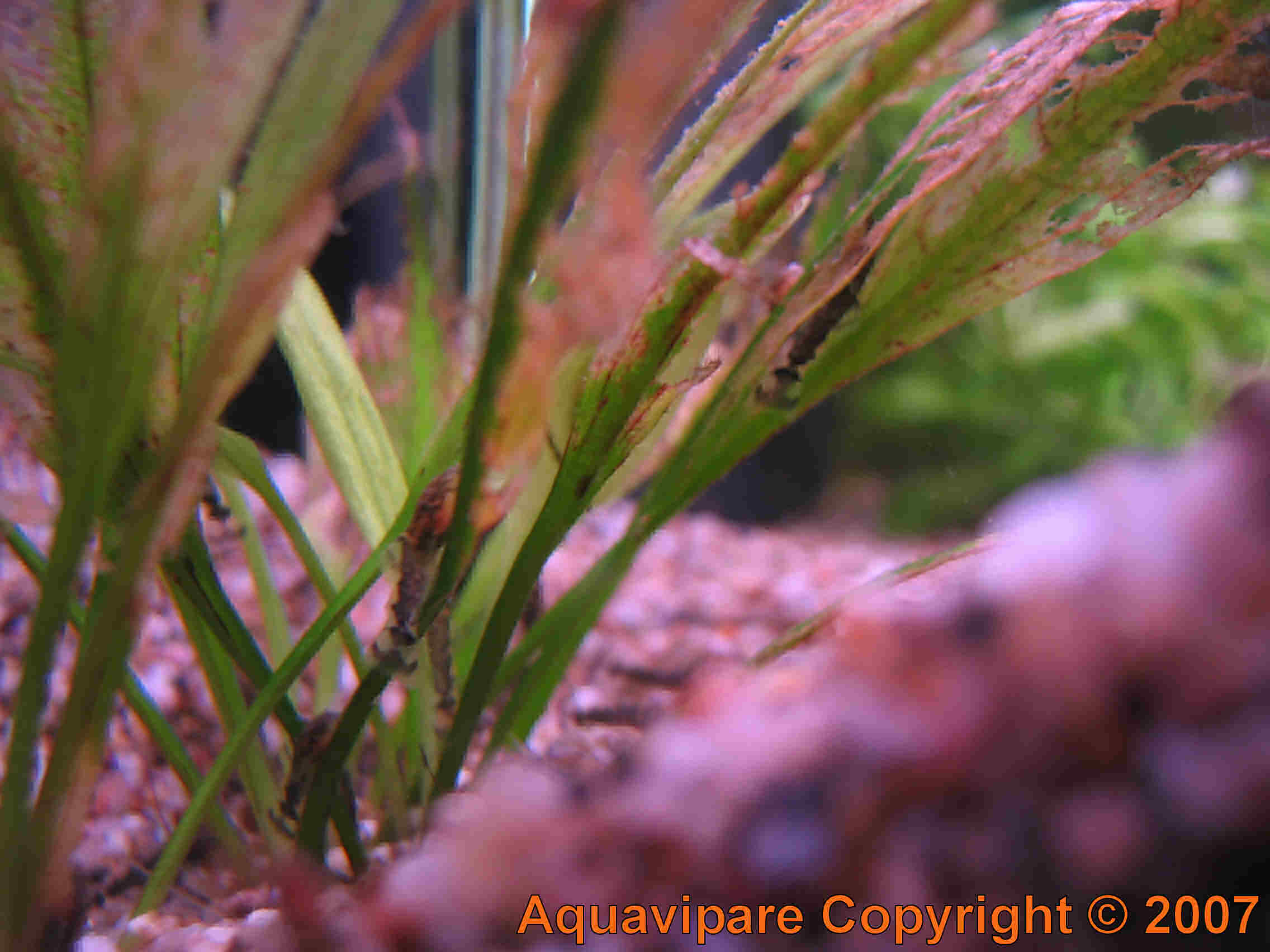 Reproduction Ancistrus sp Jour 12