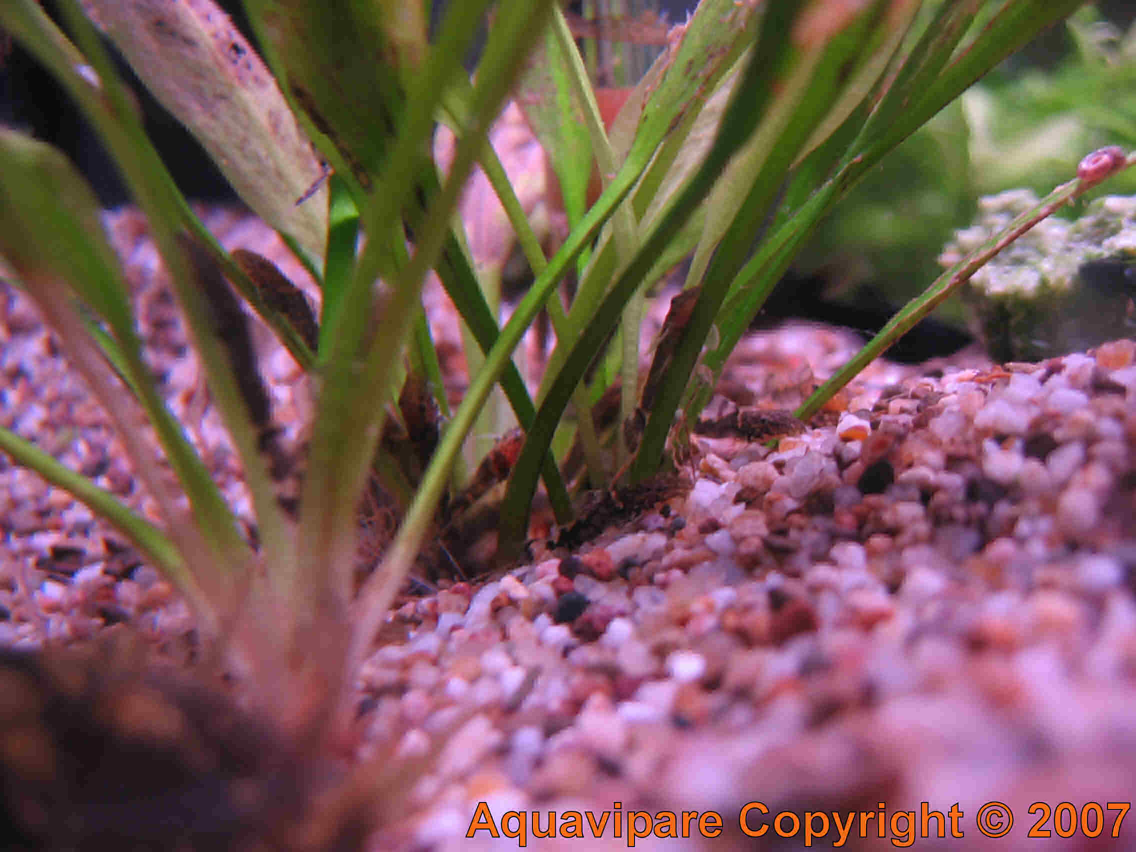 Reproduction Ancistrus sp Jour 14