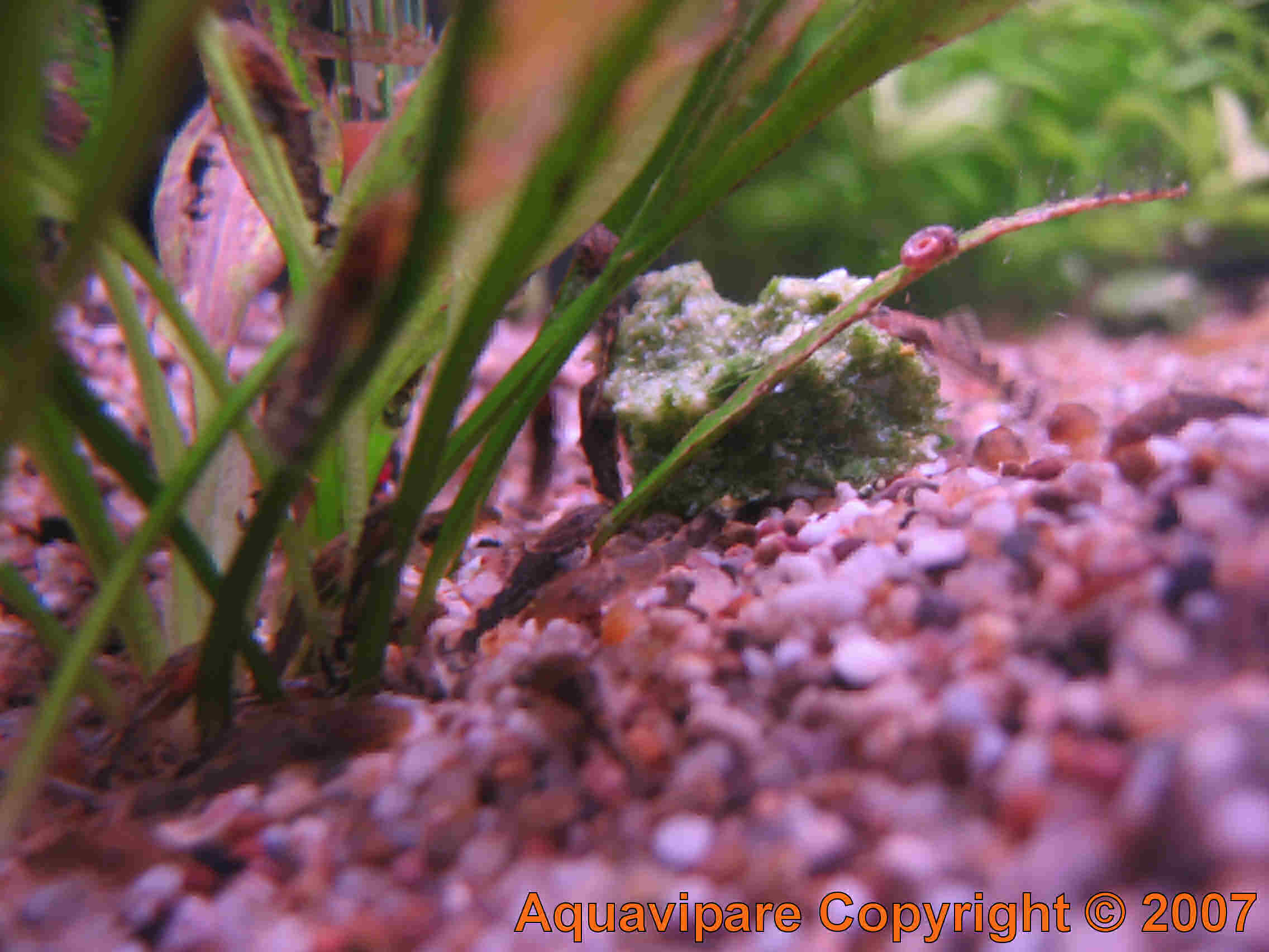 Reproduction Ancistrus sp Jour 14