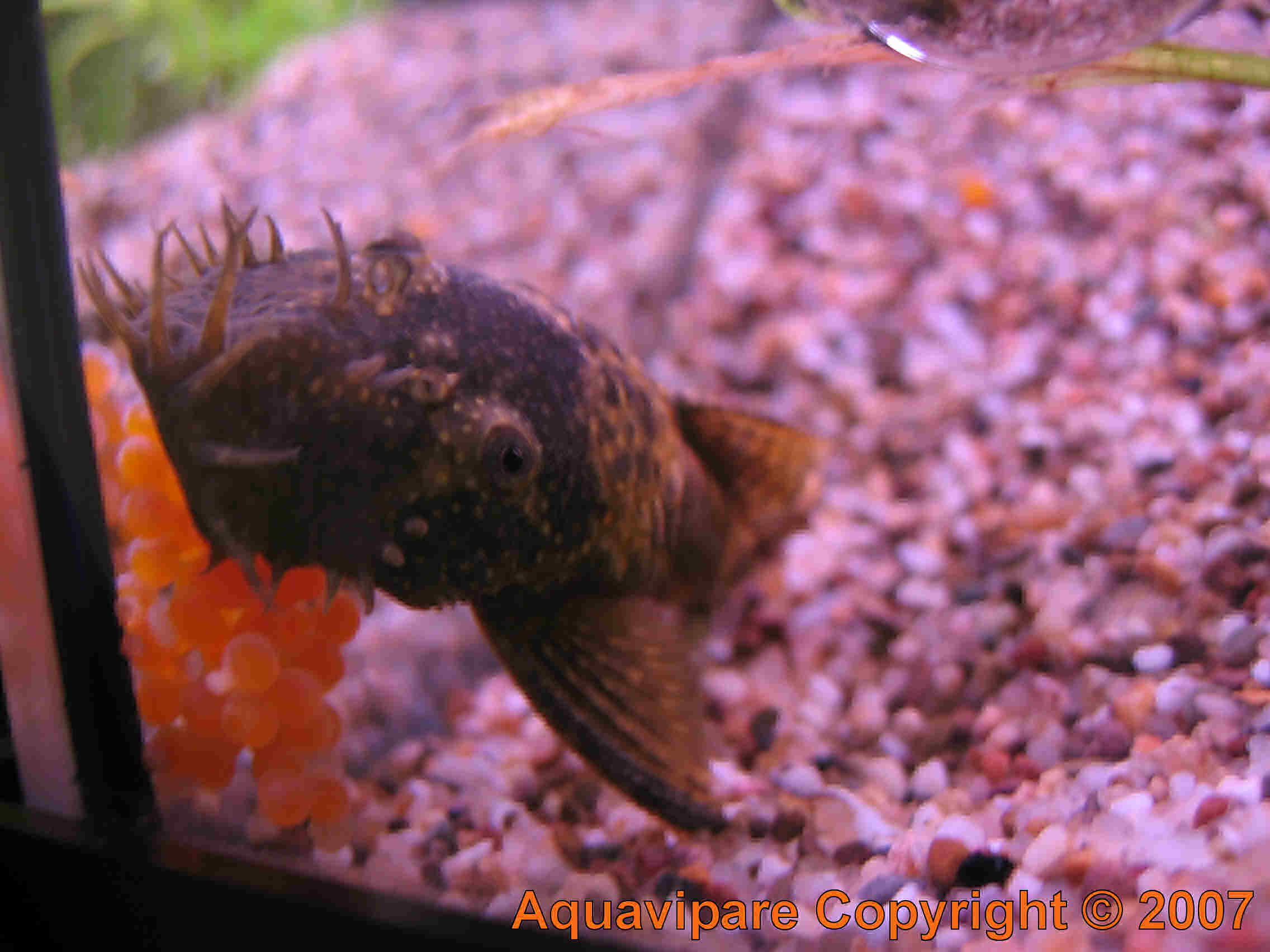 Reproduction Ancistrus sp Jour 4