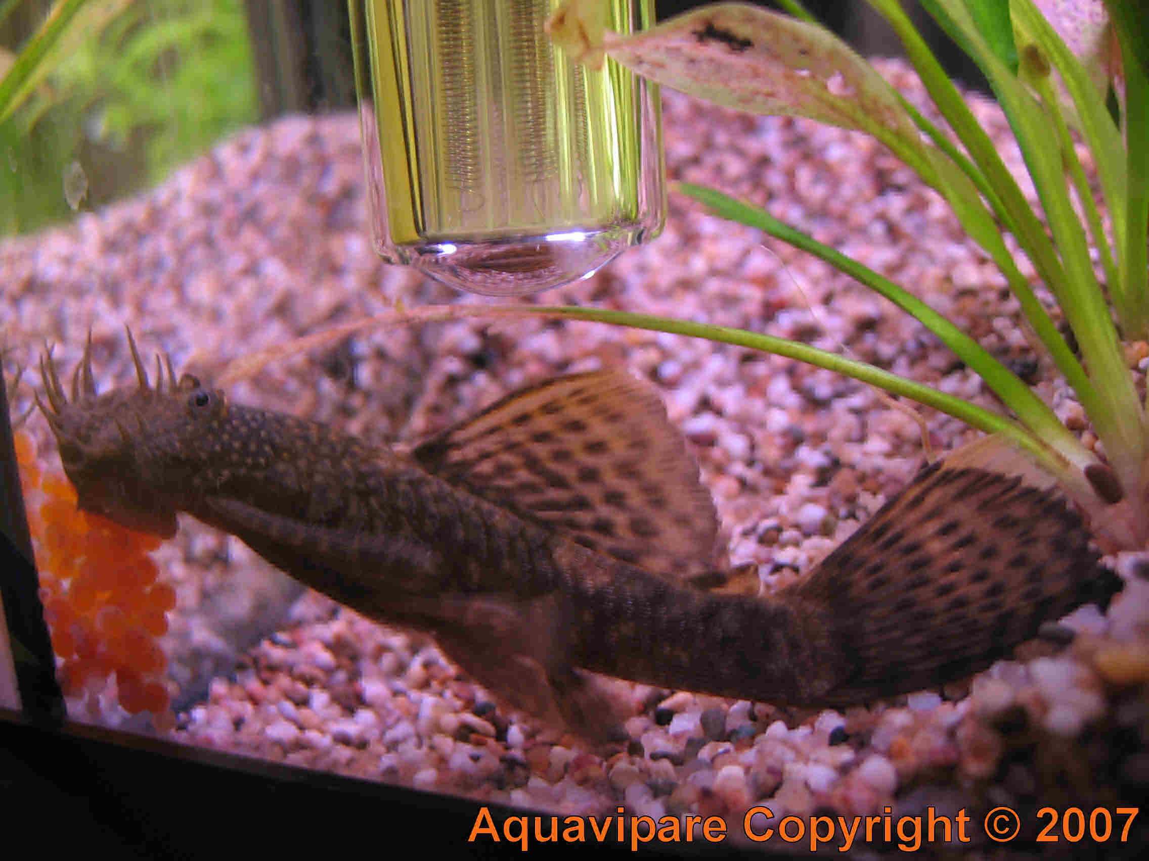 Reproduction Ancistrus sp Jour 5