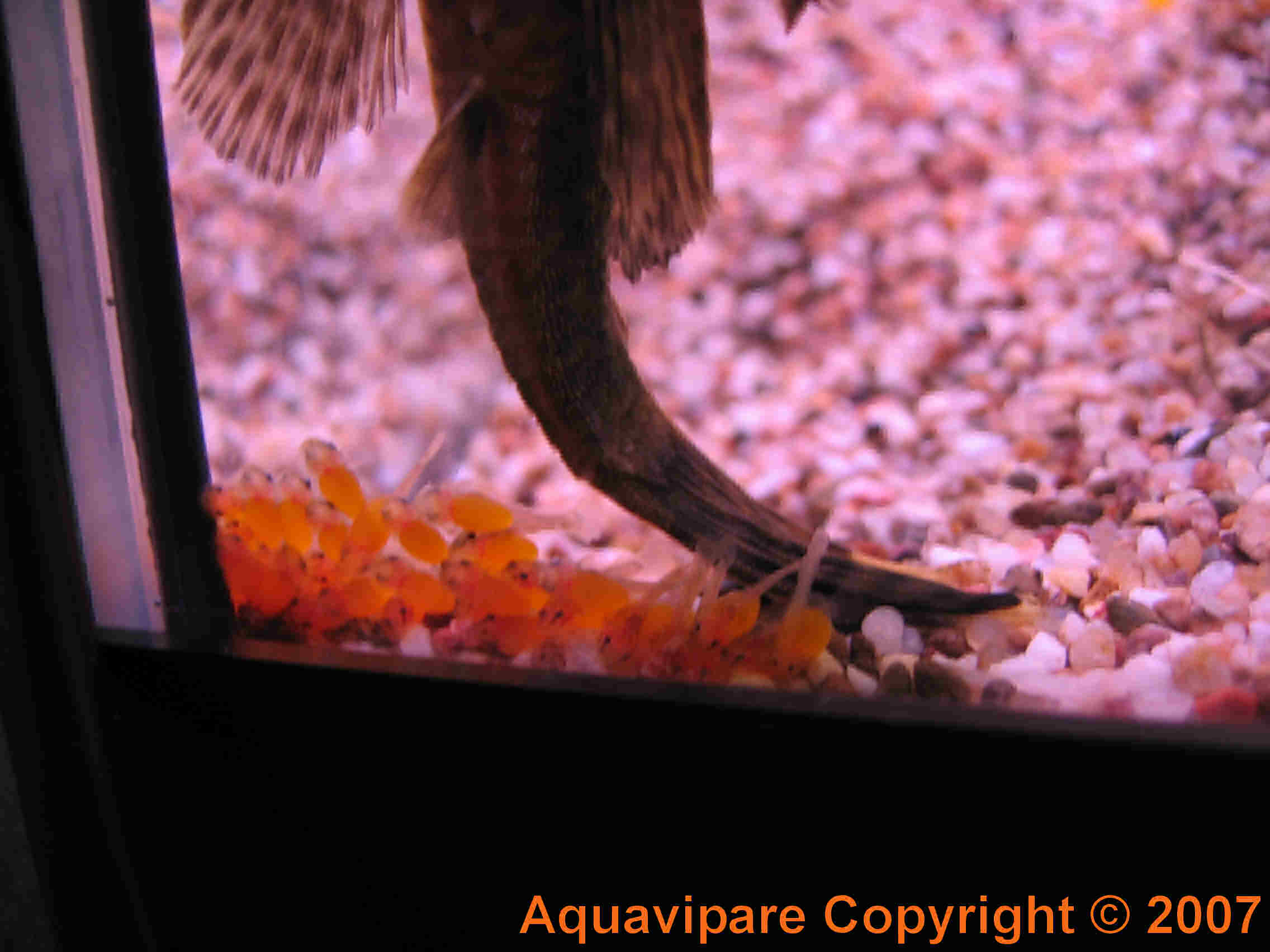 Reproduction Ancistrus sp Jour 7