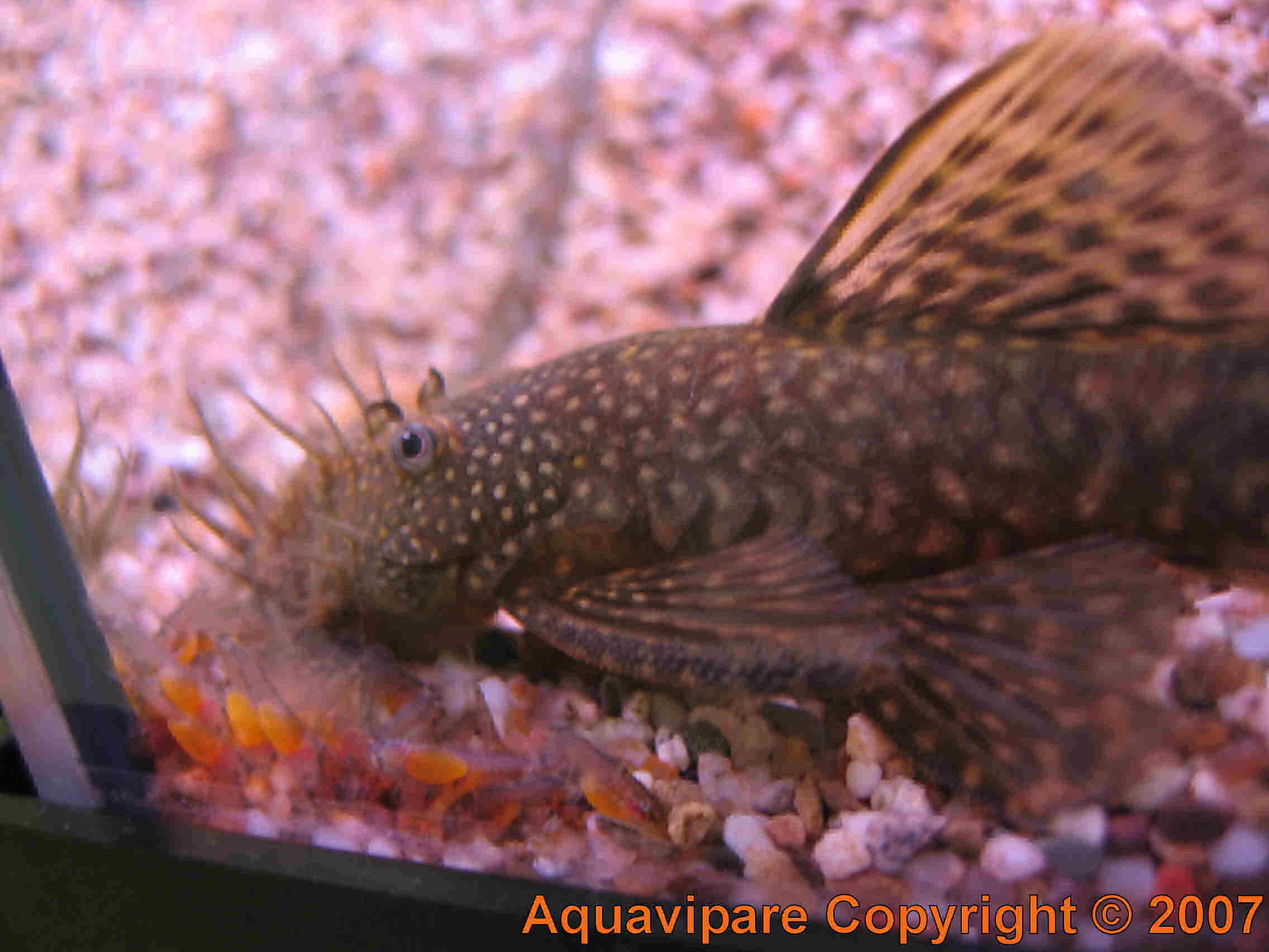 Reproduction Ancistrus sp Jour 8