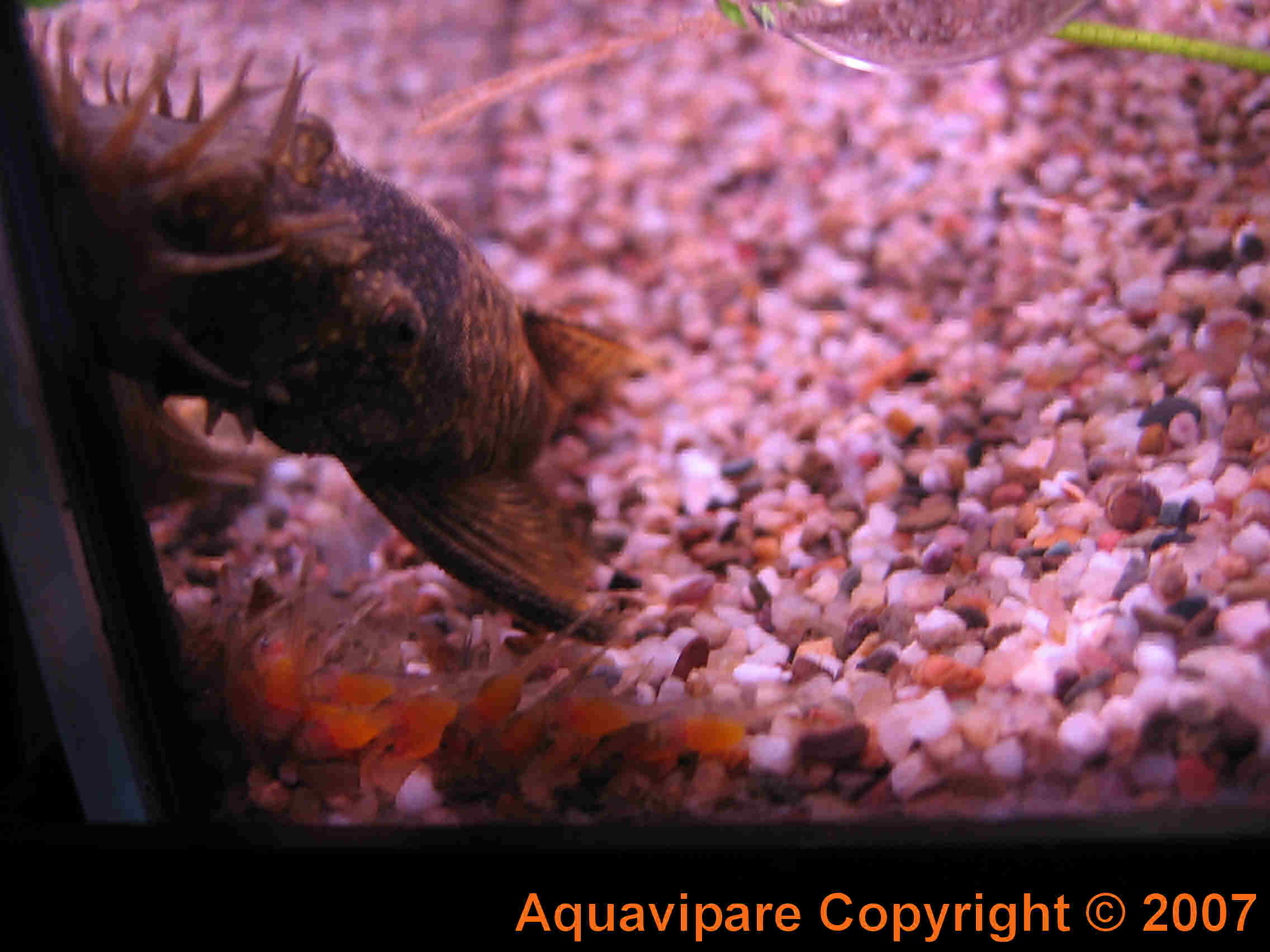 Reproduction Ancistrus sp Jour 8