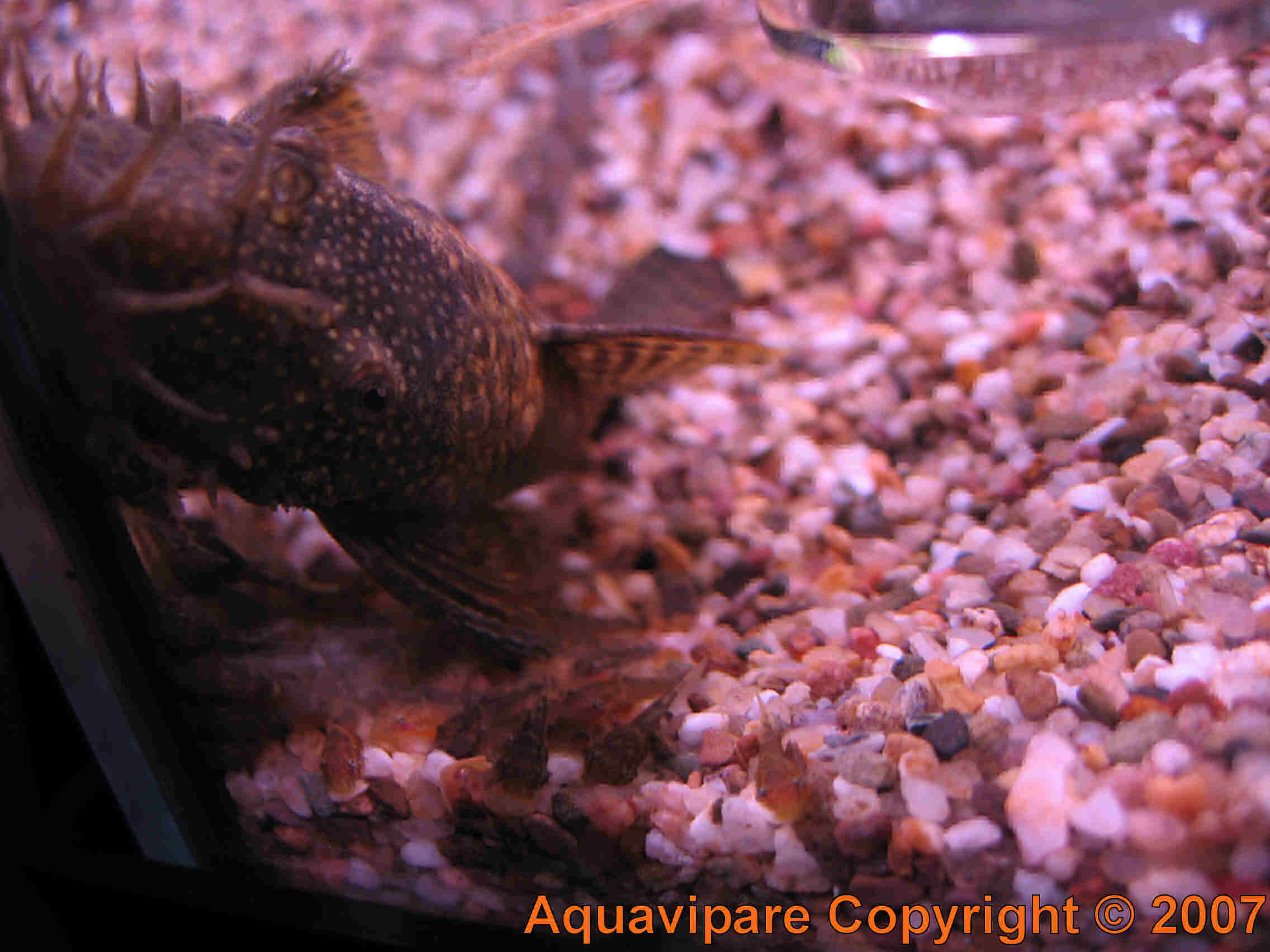 Reproduction Ancistrus sp Jour 9