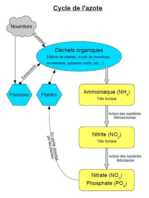 Le cycle de l'azote