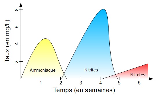 Maturation du filtre