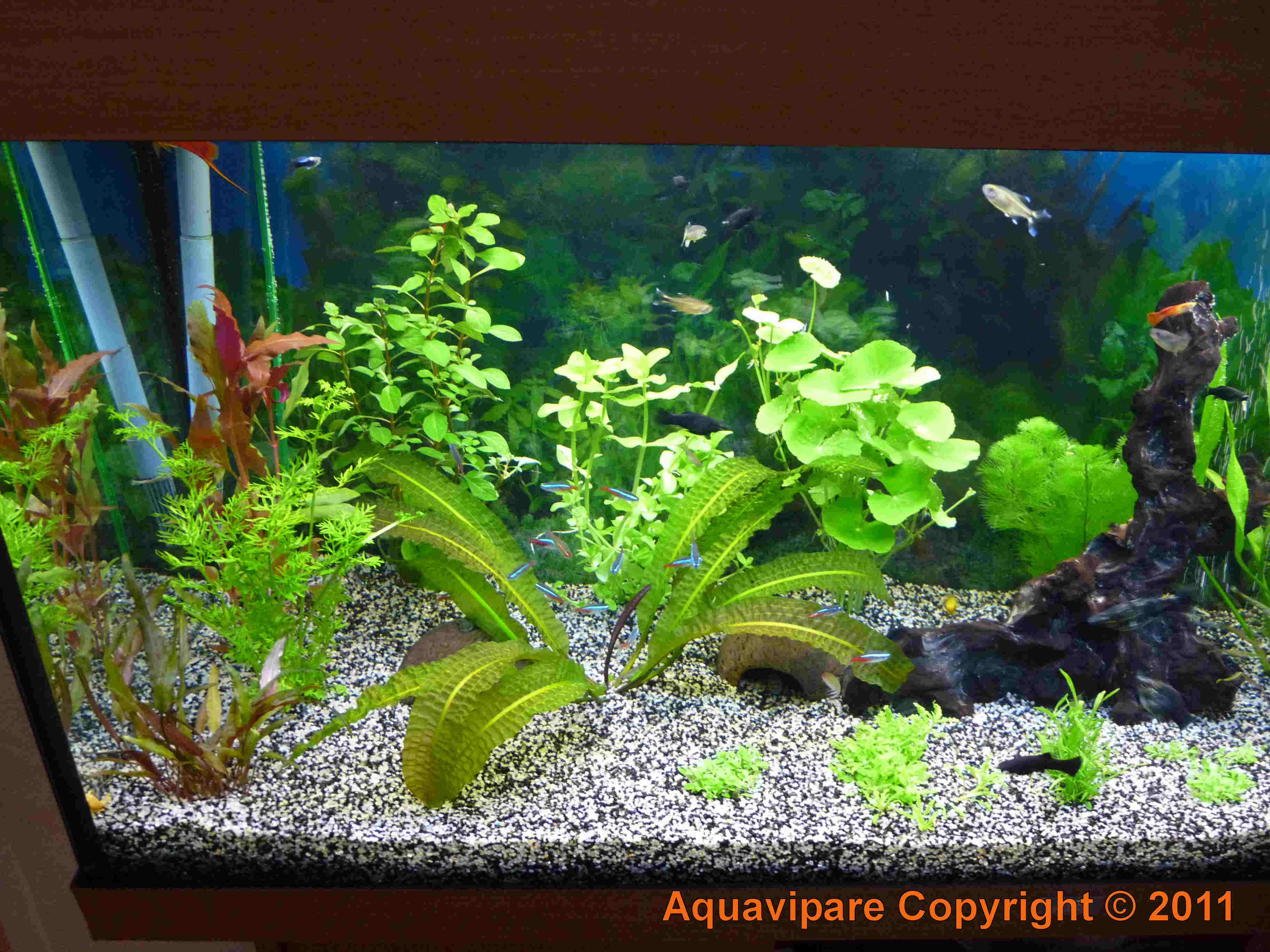 Aquarium avant dissolution de CO2 maison