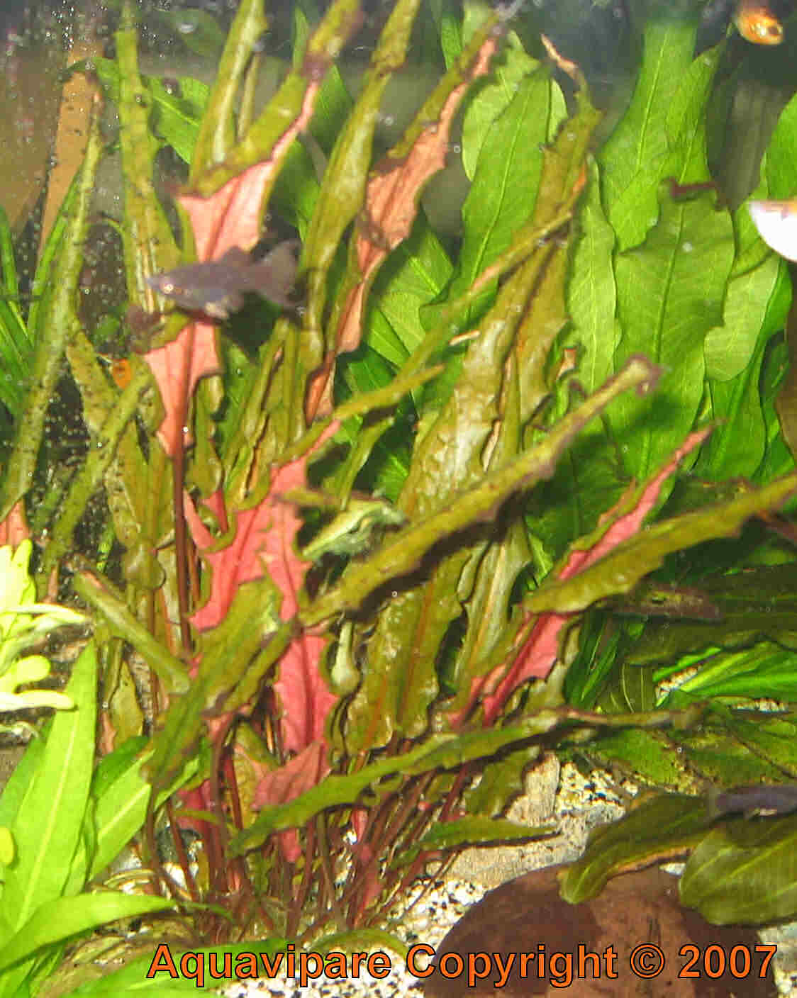 cryptocoryne