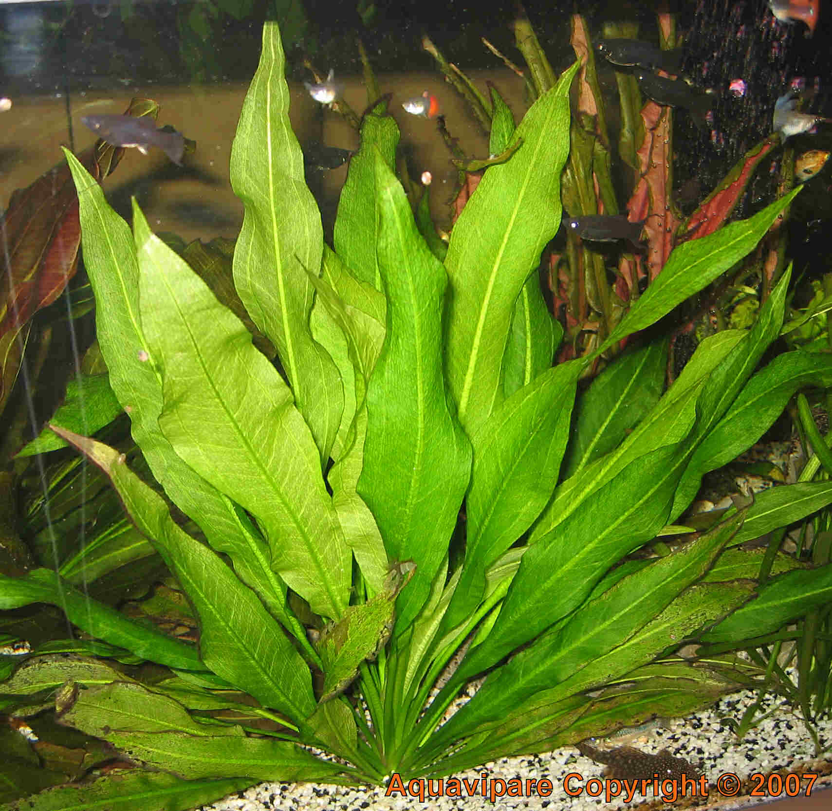 echinodorus