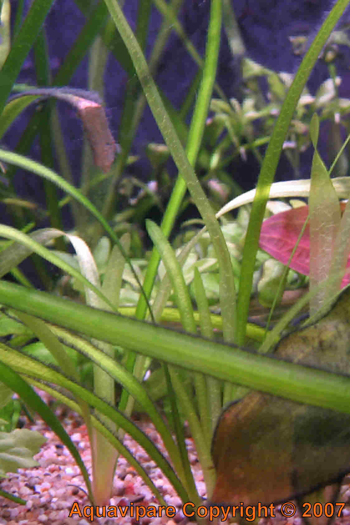 vallisneria