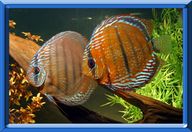 discus