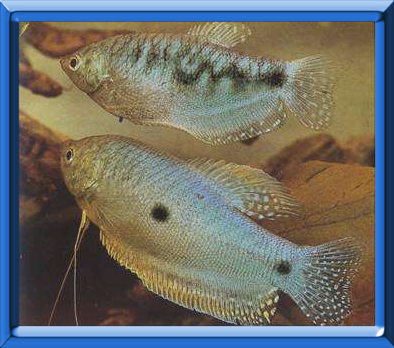 Gourami bleu