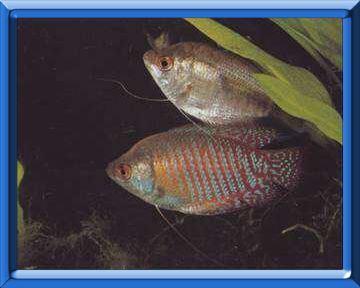 Gourami nain