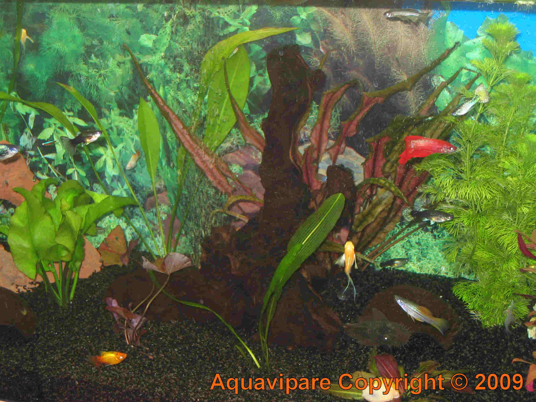 Nouvelles photos aquarium JUWEL Rio 240