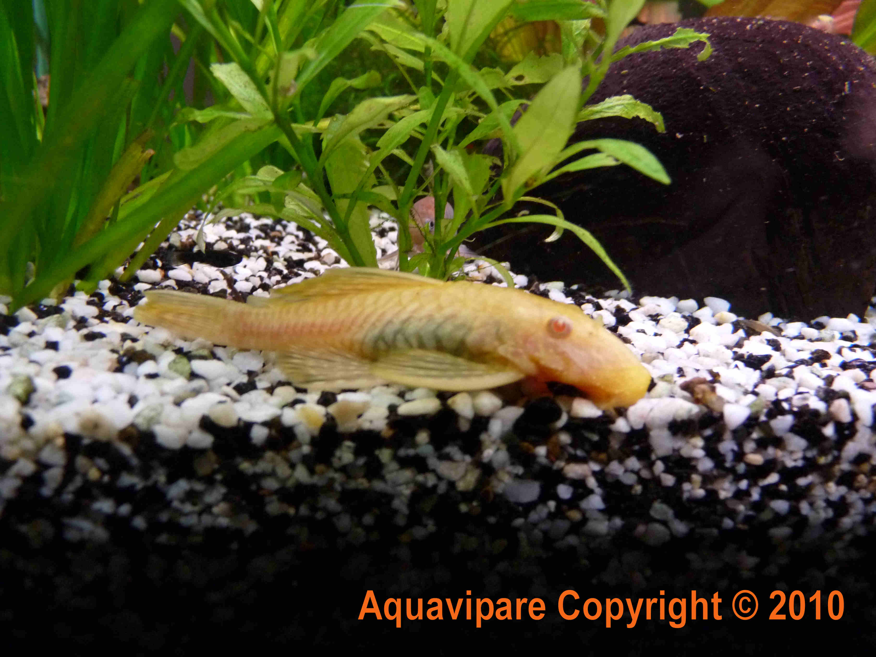 Femelle ancistrus gold