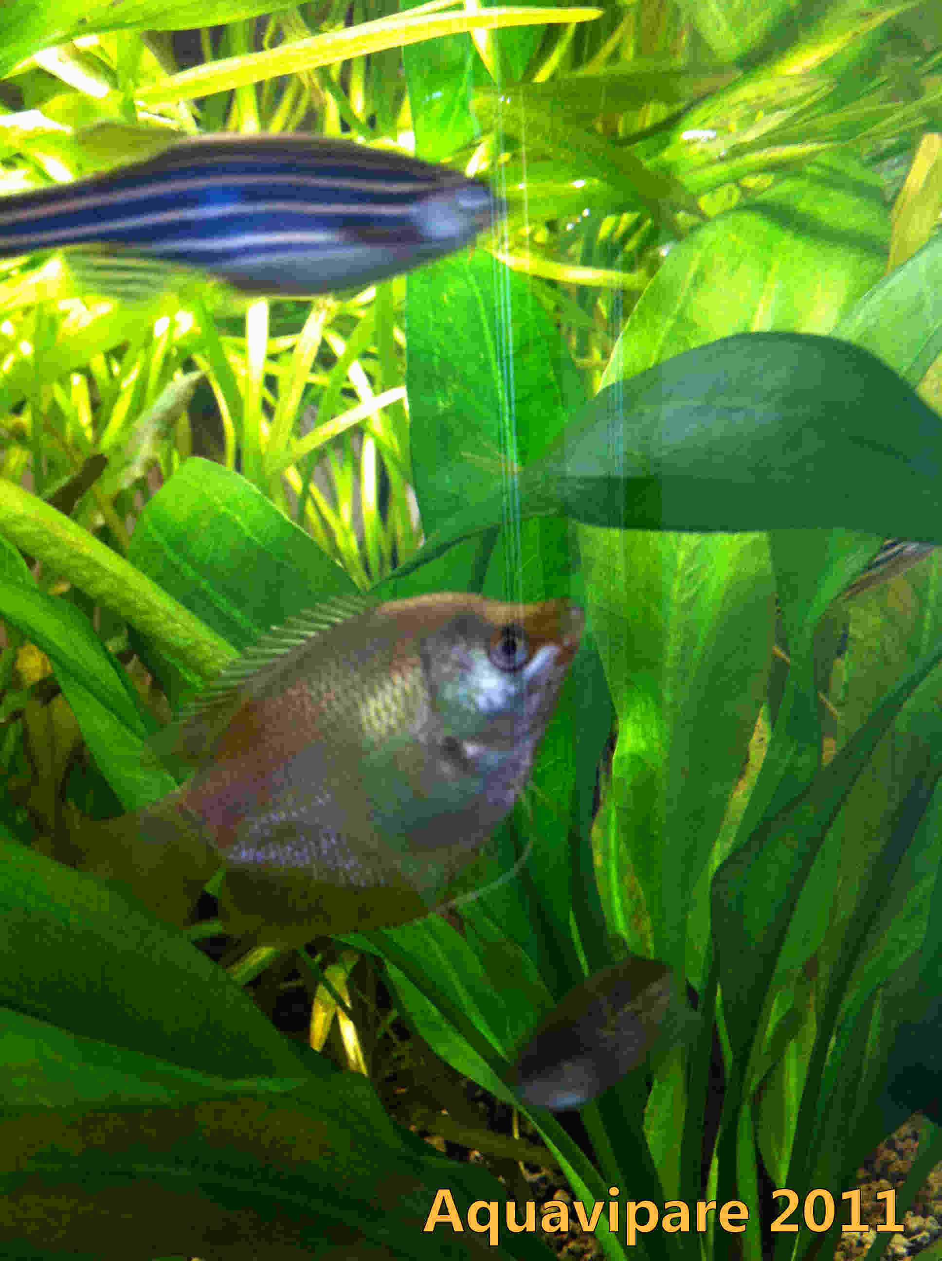 Femelle Gourami Nain (Colisa Lalia)