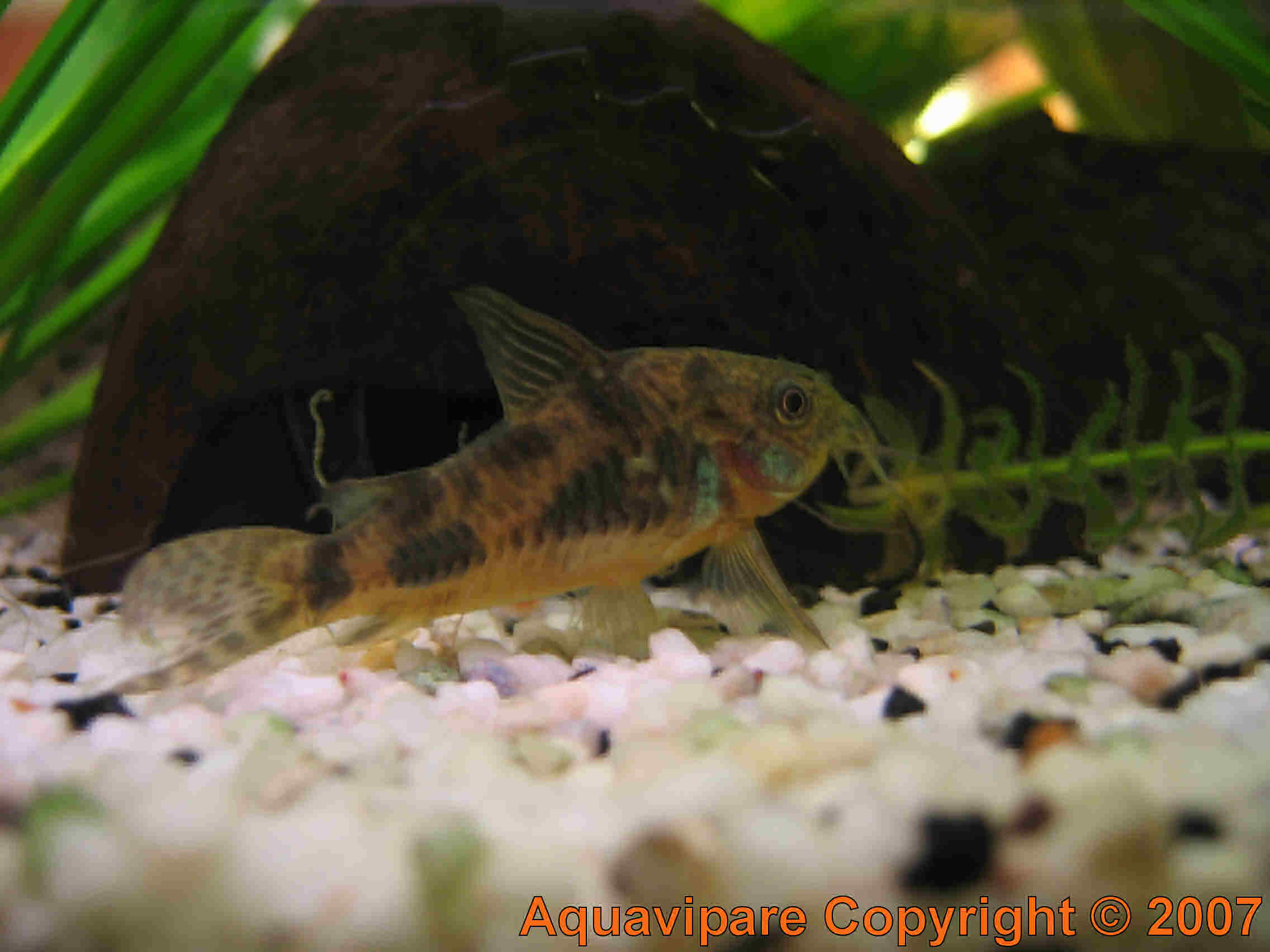 Corydoras Photo 10