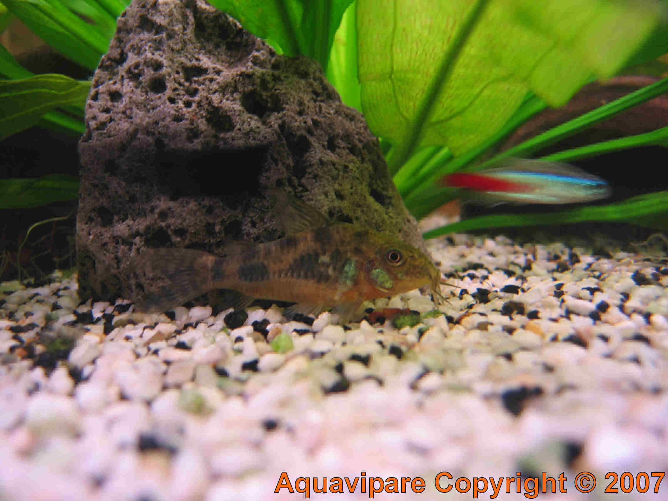 Corydoras Photo 1