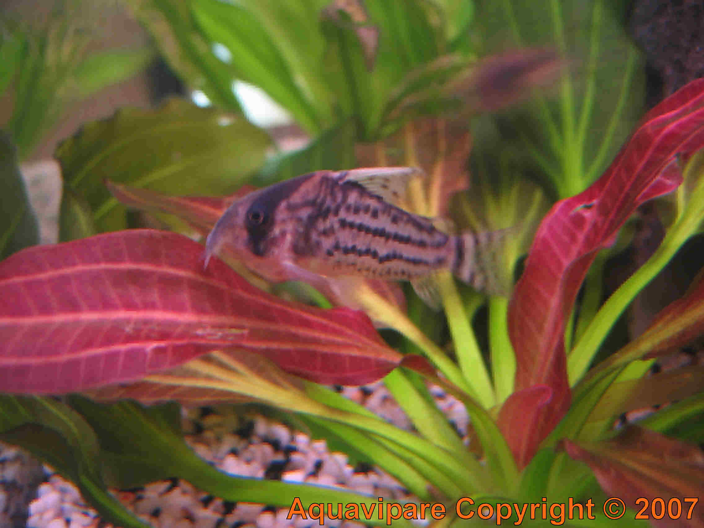 Corydoras Photo 2