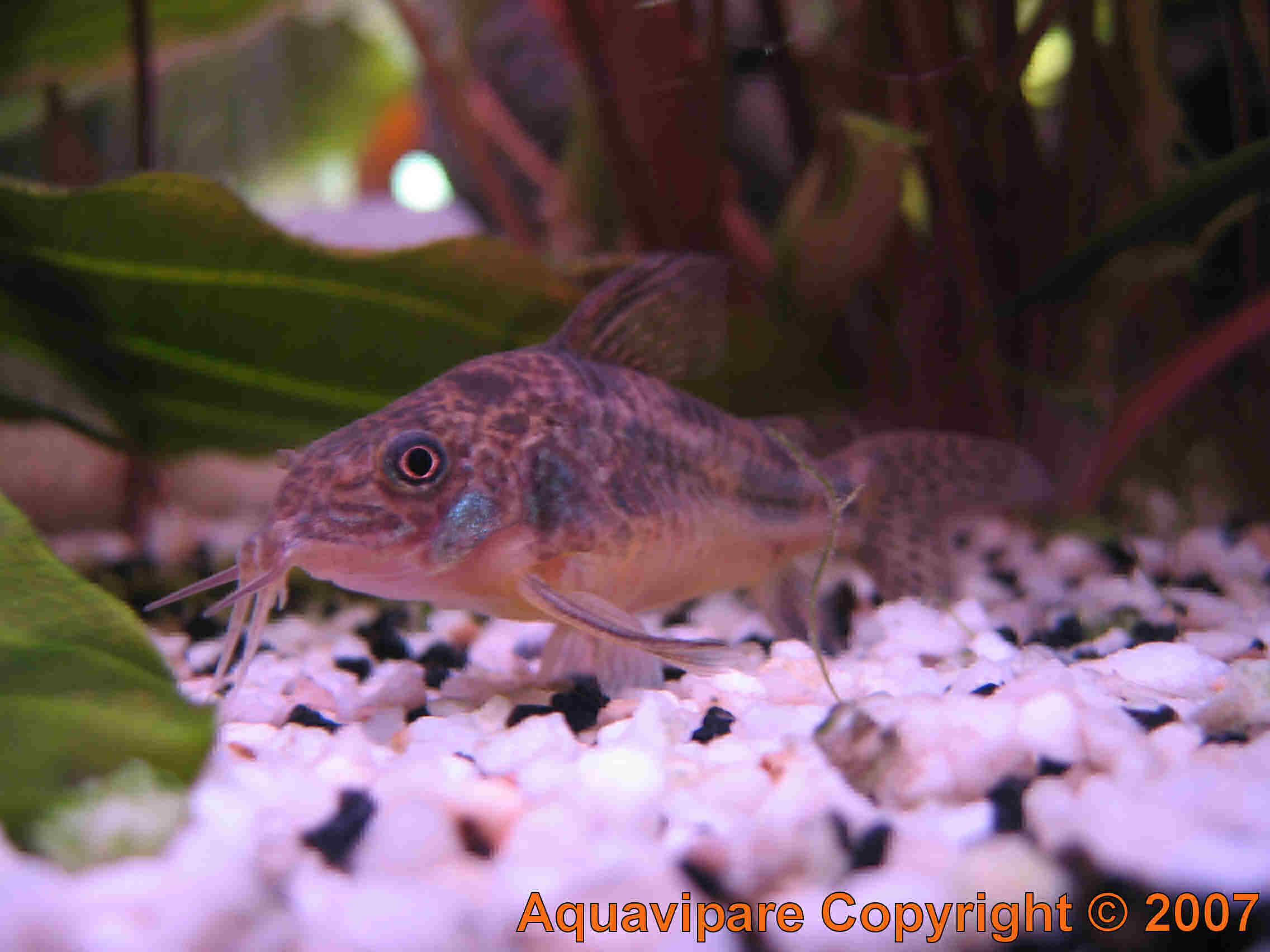 Corydoras Photo 3