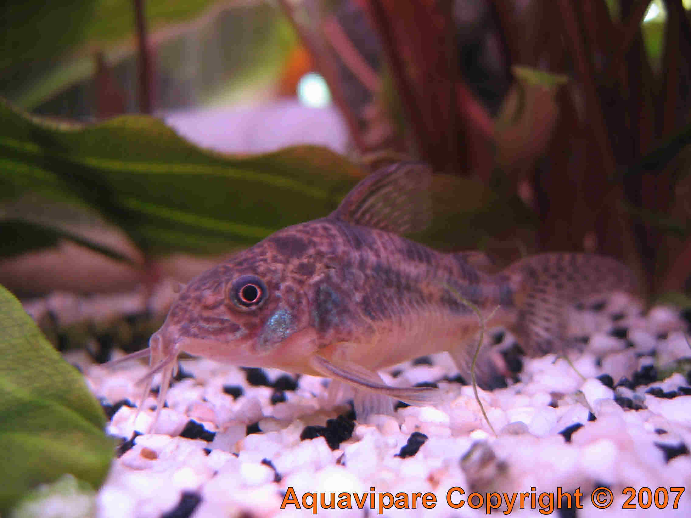 Corydoras Photo 4