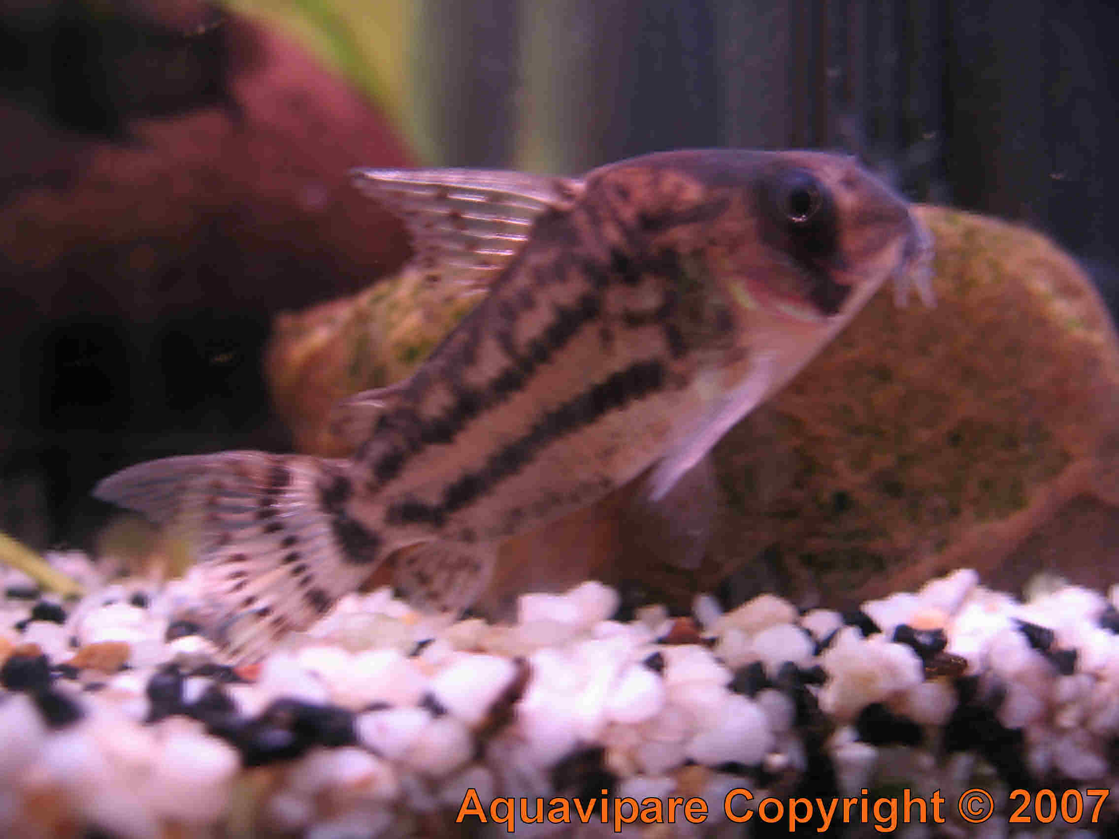 Corydoras Photo 5