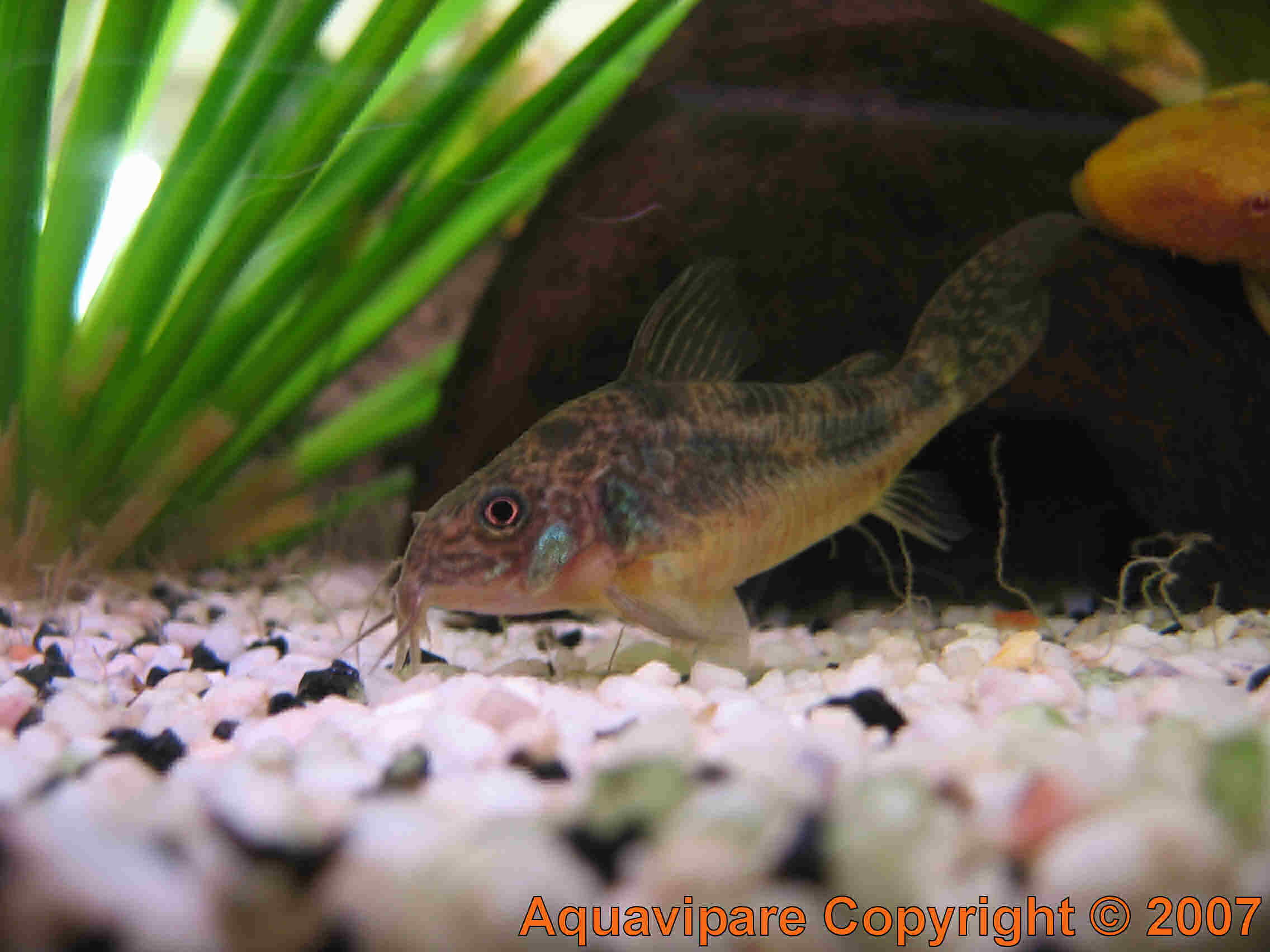 Corydoras Photo 6