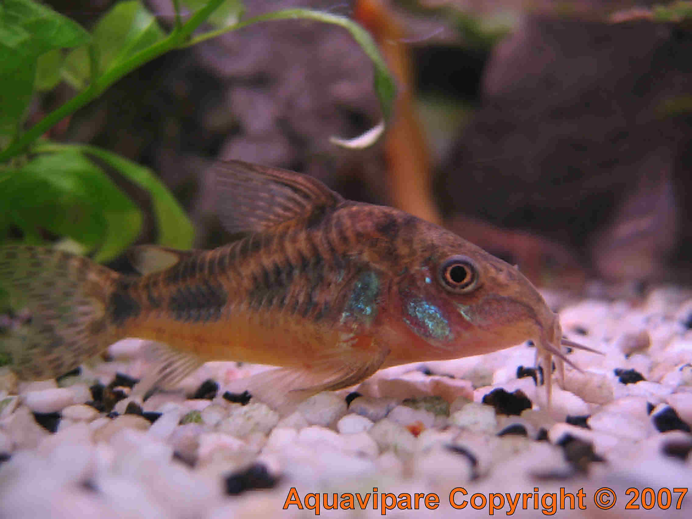 Corydoras Photo 8